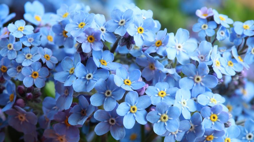 An image of a bundle of Forget-Me-Not flowers, the official flower of the Alzheimer Society.