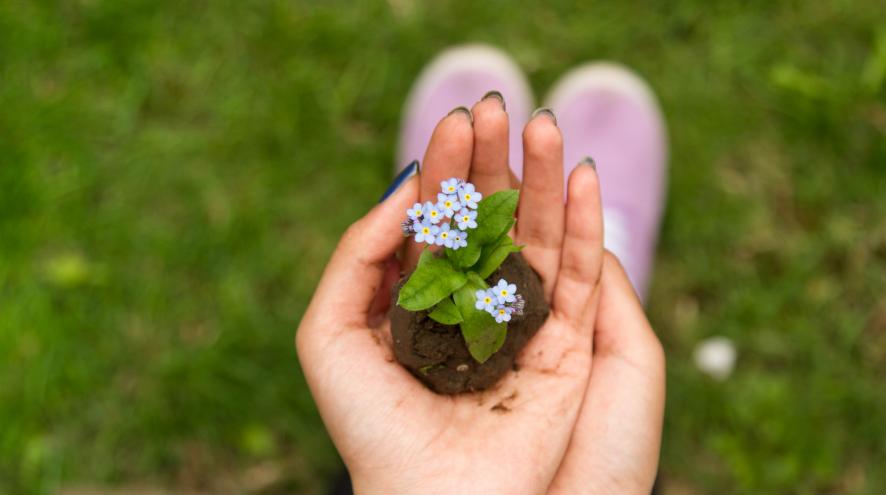 hands craddling a small clump of forget me not flowers